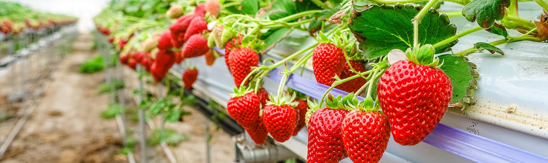 slide-fraises-1