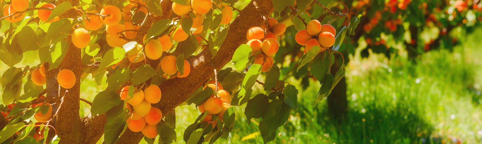 slide-abricots-2